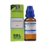 SBL Homeopathy Cicuta Maculata Dilution